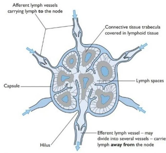 Diagram illustrating the structure of a lymph node, showing afferent and efferent lymphatic vessels, capsule, hilus, lymph spaces, and connective tissue trabecula.