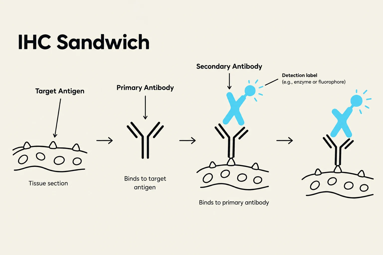 Diagram illustrating the steps of an Immunohistochemistry (IHC) sandwich assay, showing the binding of primary and secondary antibodies to a target antigen in a tissue section.
