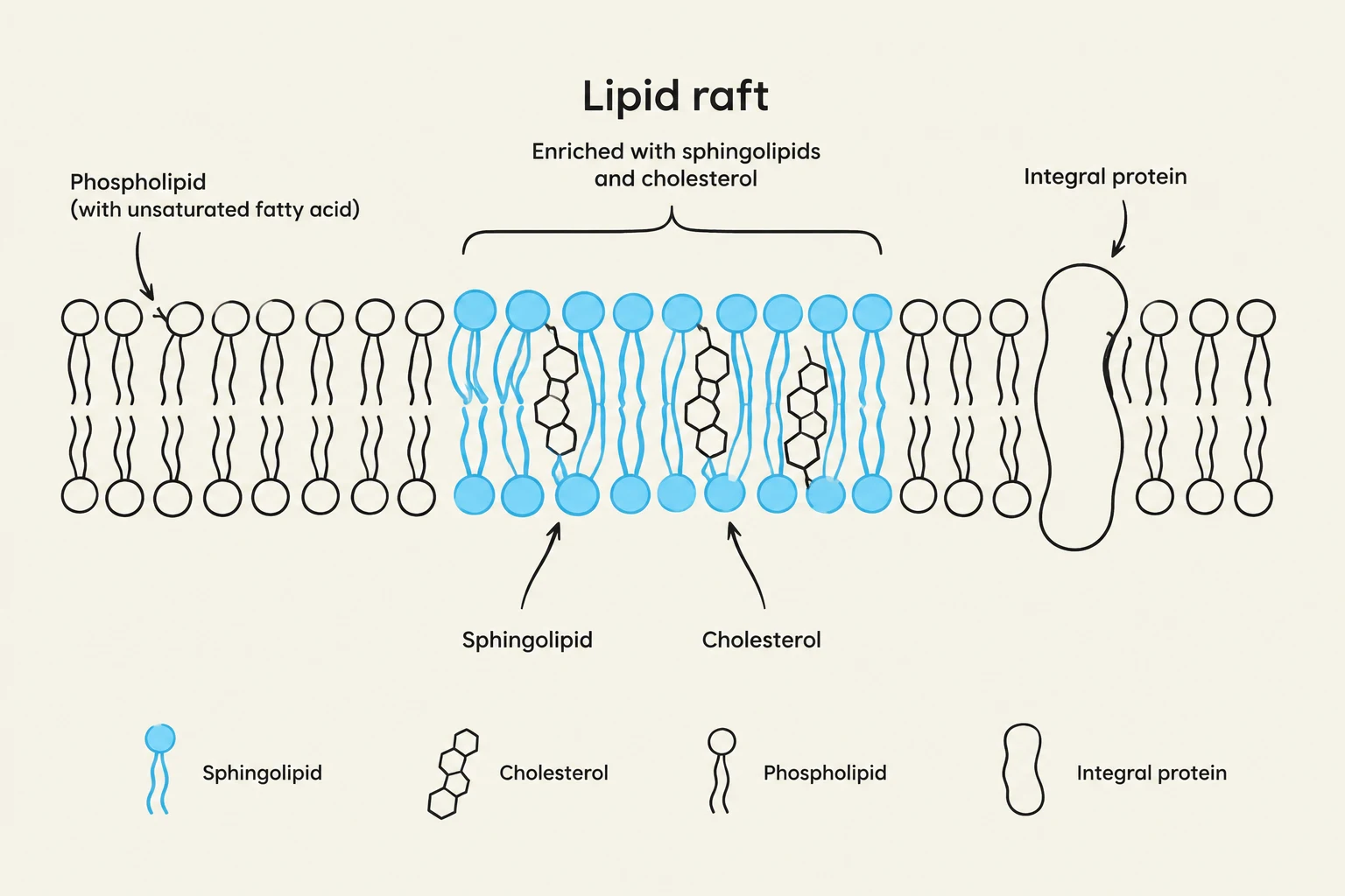 Diagram illustrating a lipid raft, a specialized microdomain within the cell membrane enriched with sphingolipids and cholesterol, and containing an integral protein.