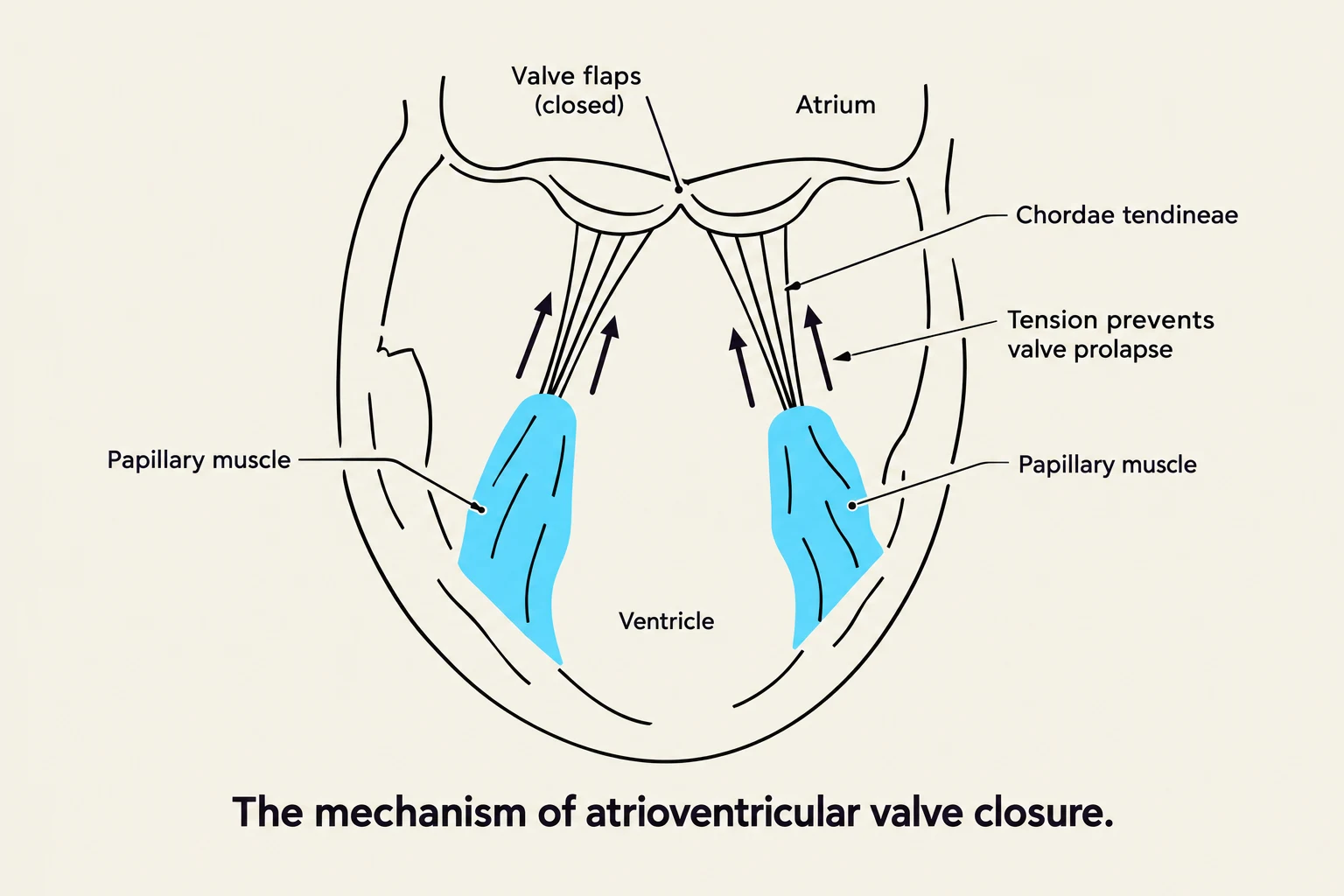 Diagram illustrating the mechanism of atrioventricular valve closure, showing the roles of papillary muscles, chordae tendineae, and valve flaps.
