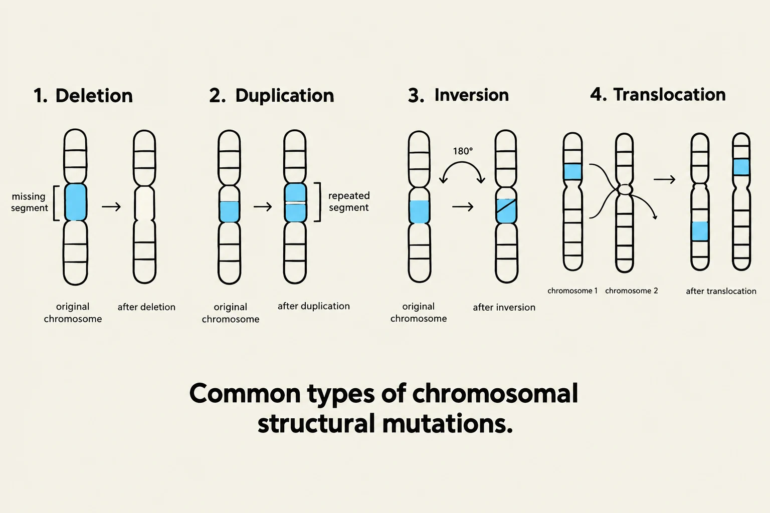 This illustration depicts four common types of chromosomal structural mutations: deletion, duplication, inversion, and translocation.