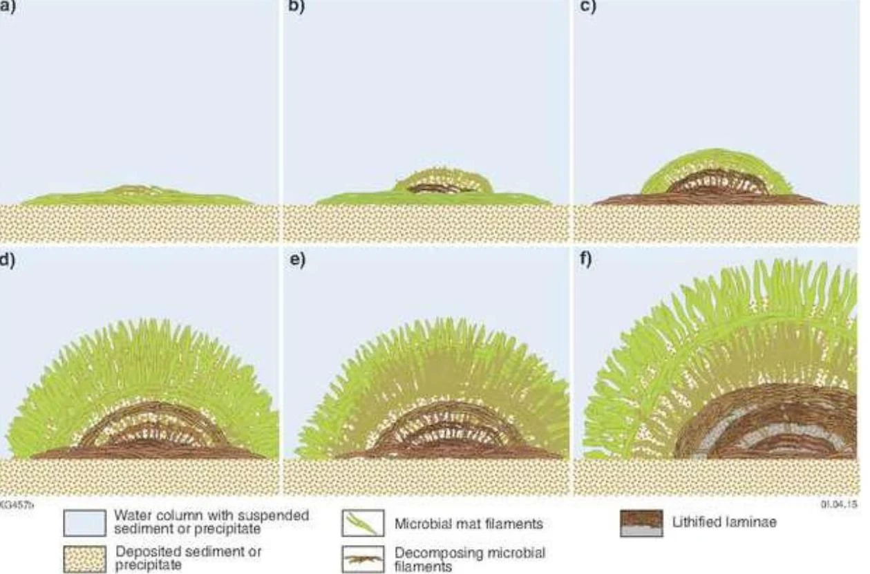 Diagram illustrating the development of microbial mats and lithified laminae over time, showing stages from initial deposition to mature growth.