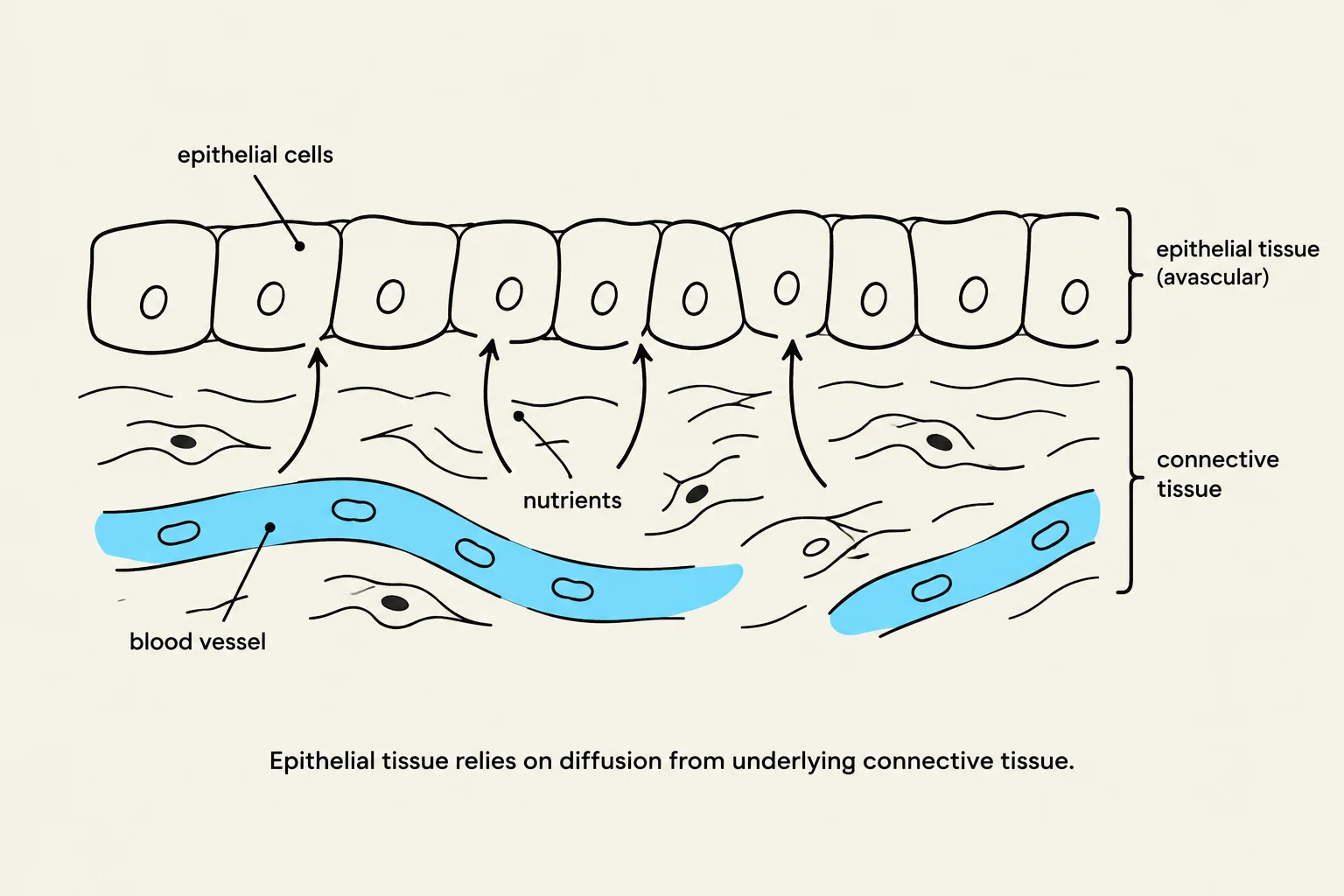 Diagram illustrating how epithelial tissue, which is avascular, receives nutrients through diffusion from the underlying connective tissue via blood vessels.
