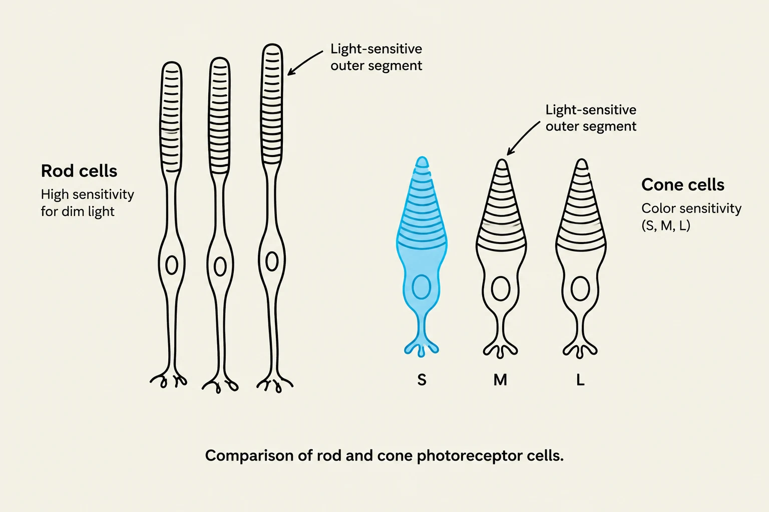 Comparison of rod and cone photoreceptor cells.
