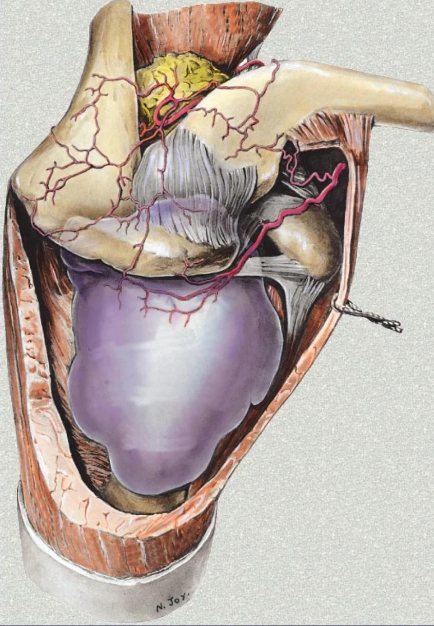 An anatomical illustration of the shoulder joint, depicting bones, muscles, and blood vessels.