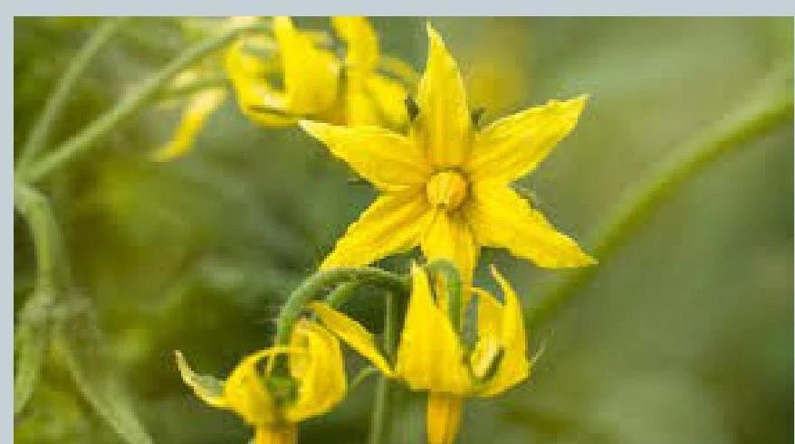 Close-up of yellow tomato flowers.