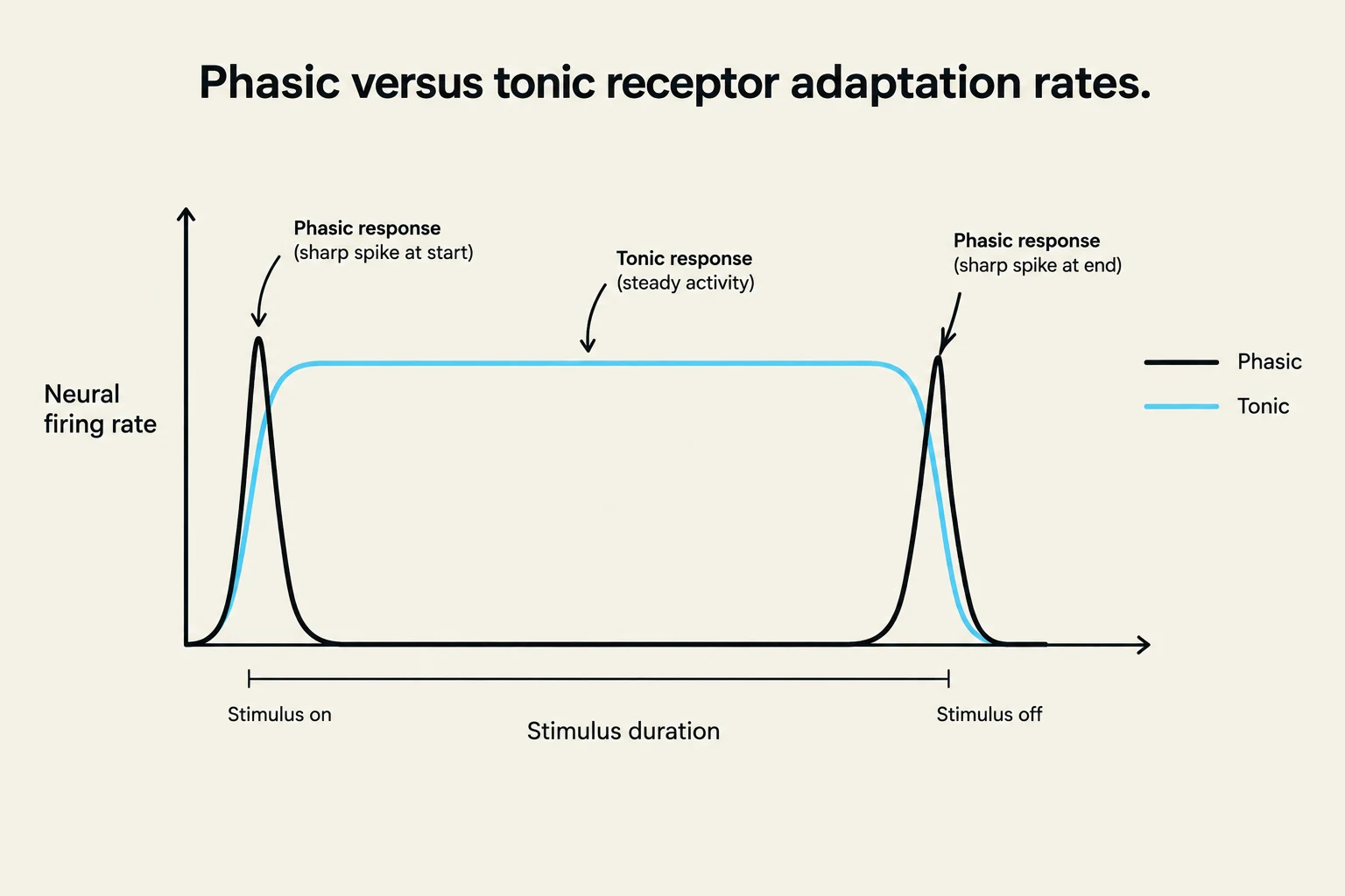 This graph illustrates the difference in neural firing rates between phasic and tonic receptors when a stimulus is applied and removed. Phasic receptors show a sharp initial response that quickly adapts, while tonic receptors maintain a steady activity level throughout the stimulus duration.