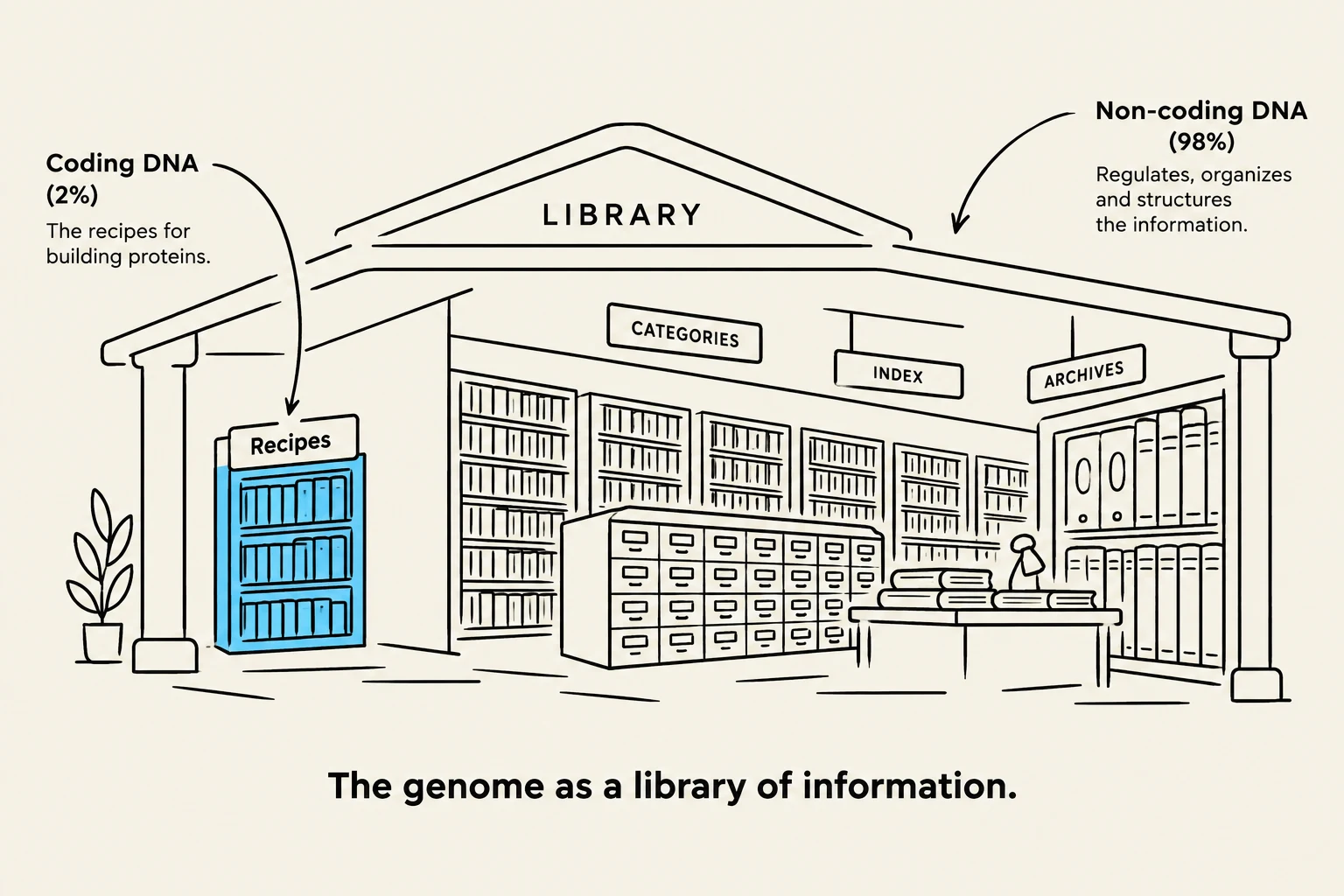 This illustration depicts the human genome as a library, with coding DNA representing recipes for building proteins and non-coding DNA regulating and organizing information.
