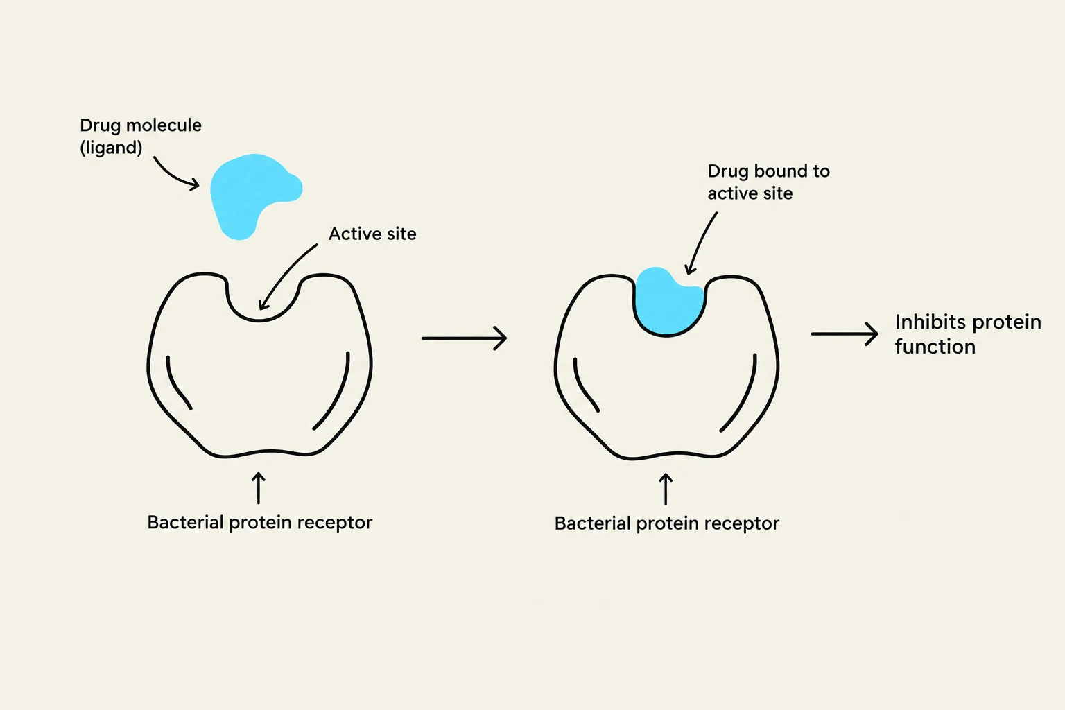 Diagram illustrating how a drug molecule (ligand) binds to the active site of a bacterial protein receptor, inhibiting protein function.