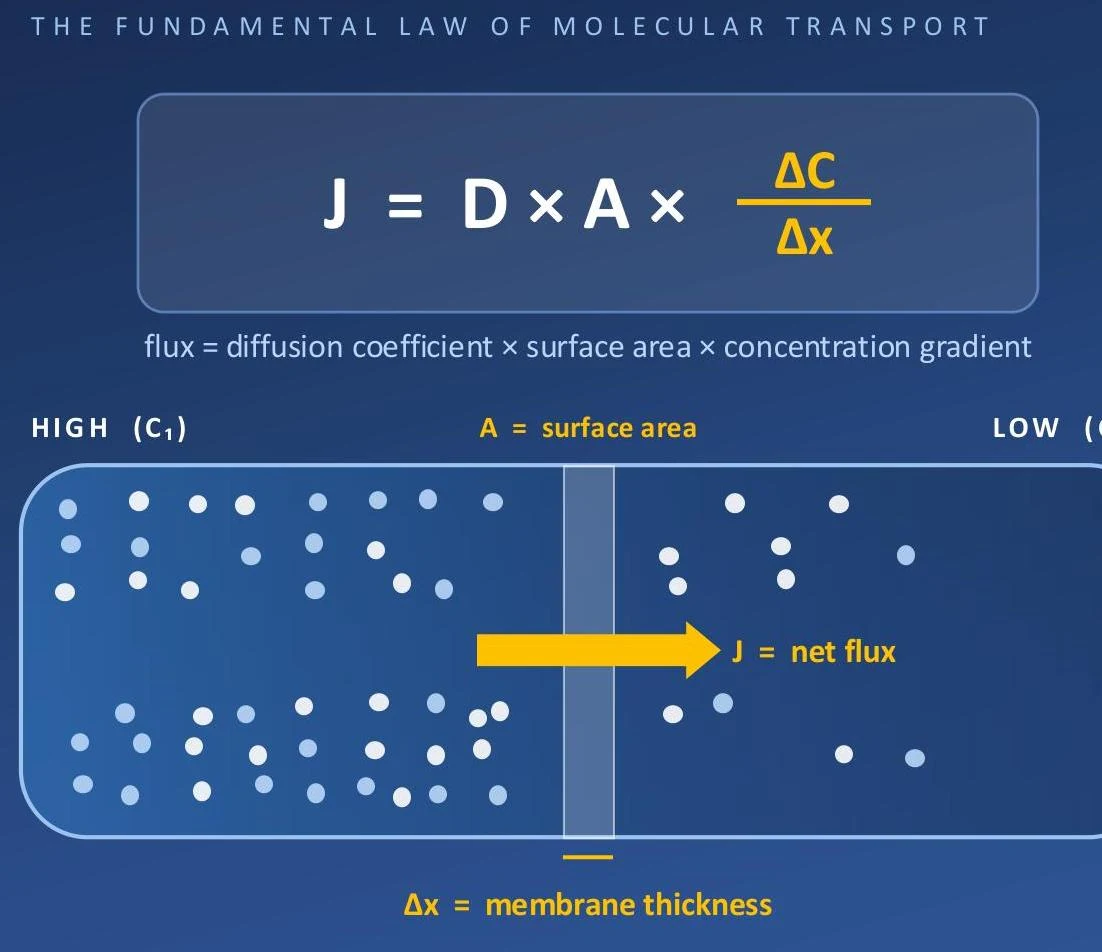 This diagram illustrates Fick's law of diffusion, which describes the net movement of molecules from an area of high concentration to an area of low concentration across a membrane. The flux (J) is proportional to the surface area (A) and the concentration gradient (ΔC/Δx), and inversely proportional to the membrane thickness (Δx).
