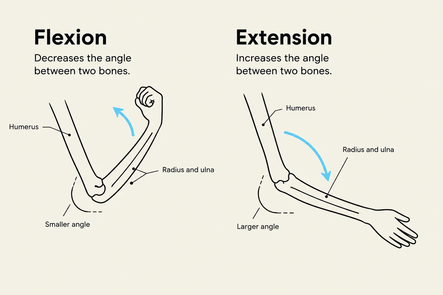 Diagram illustrating the concepts of flexion and extension of the elbow joint, showing how the angle between the humerus and the radius/ulna changes.