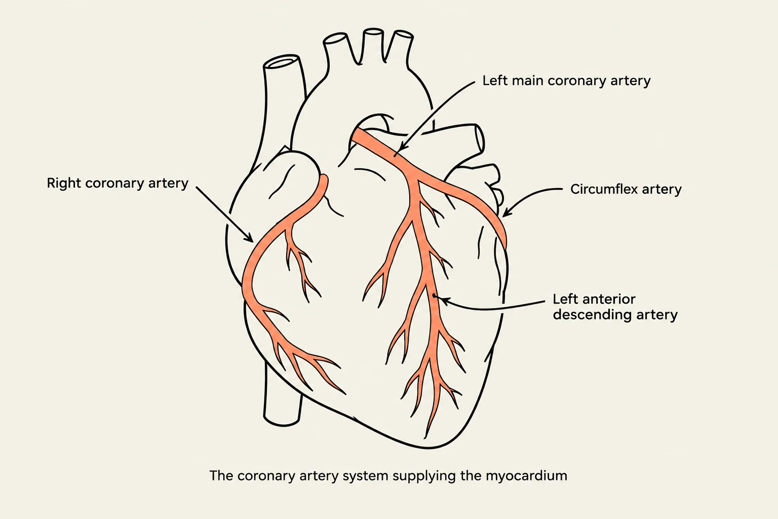 Diagram of the coronary artery system supplying the myocardium.