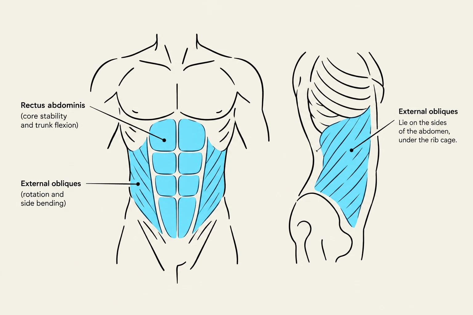 An illustration showing the rectus abdominis and external obliques muscles of the human torso, with labels indicating their functions.