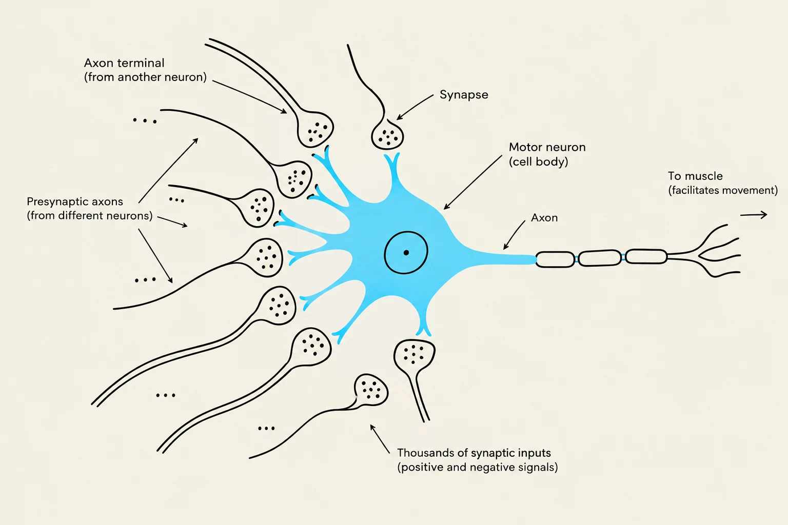 Diagram illustrating a motor neuron, its axon, and synaptic connections with other neurons, leading to muscle activation.