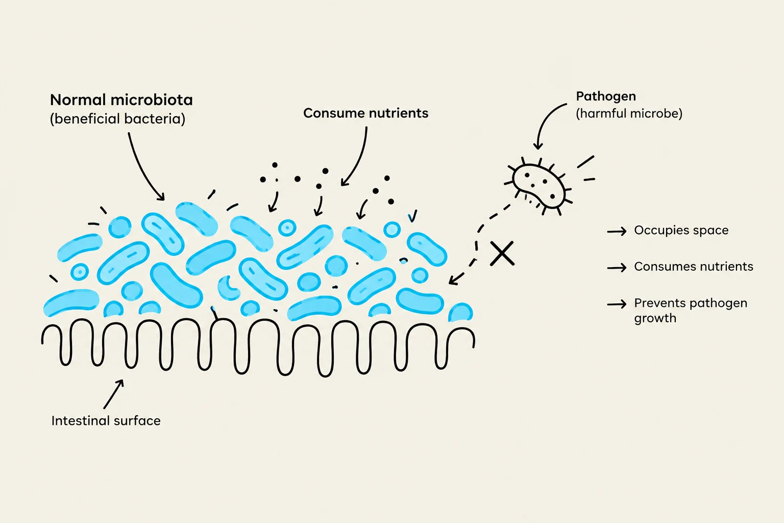 Diagram illustrating how normal microbiota on the intestinal surface prevents pathogen growth by occupying space and consuming nutrients.