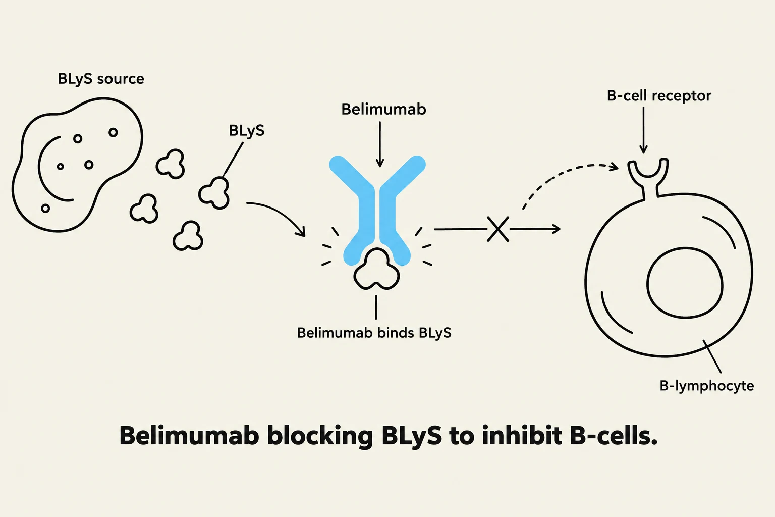 Diagram illustrating how Belimumab blocks BLyS to inhibit B-cells.