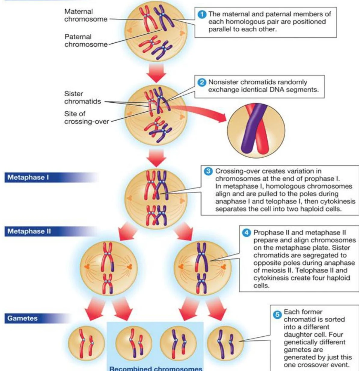 Diagram illustrating the process of meiosis, including crossing-over and the formation of gametes.