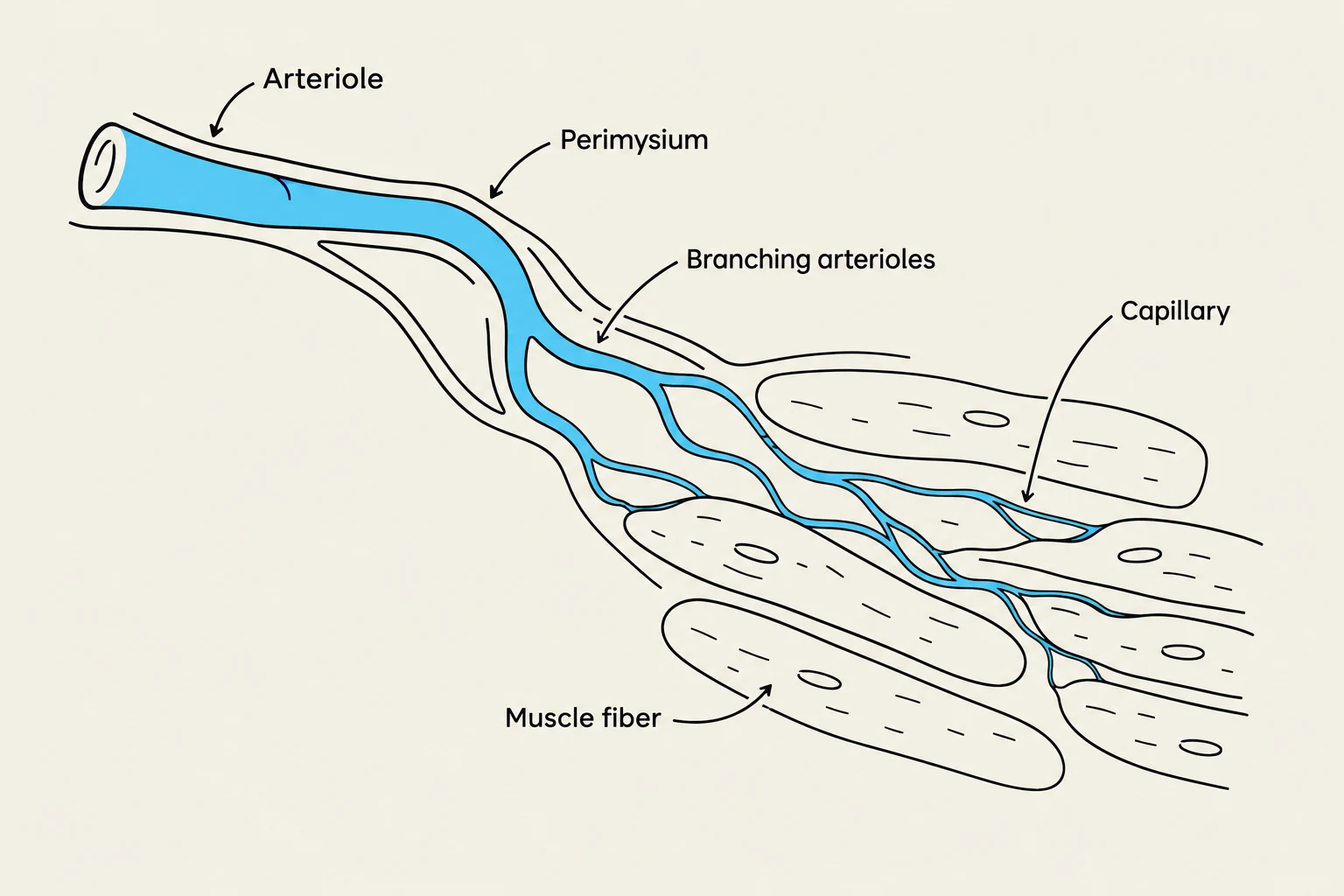 Diagram illustrating the microcirculation within muscle tissue, showing an arteriole branching into smaller arterioles and then capillaries that supply muscle fibers.