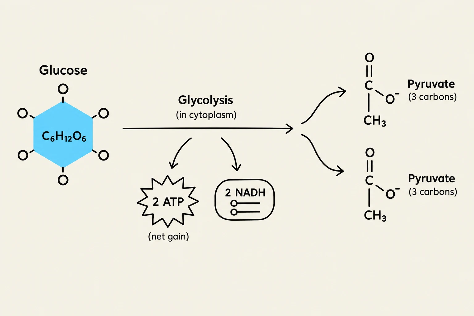 This diagram illustrates the process of glycolysis, where glucose is broken down into pyruvate, producing ATP and NADH.