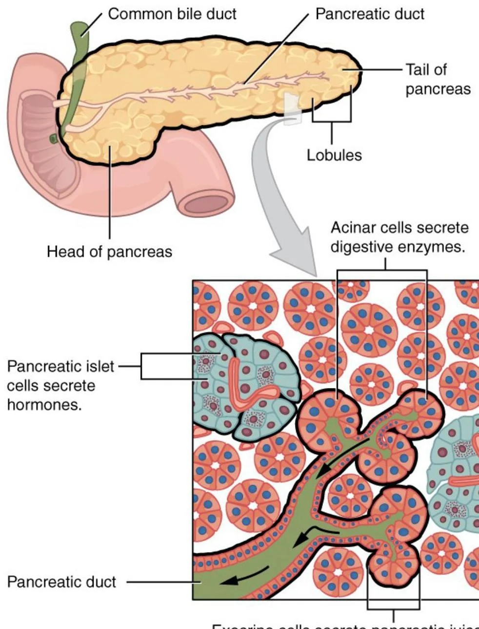 Diagram illustrating the anatomy of the pancreas, including the common bile duct, pancreatic duct, head, tail, lobules, acinar cells, and pancreatic islet cells.