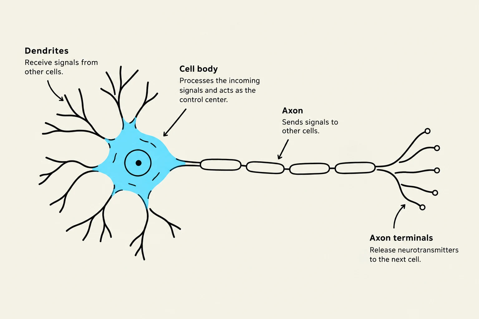 Diagram illustrating the structure and function of a neuron, including dendrites, cell body, axon, and axon terminals.