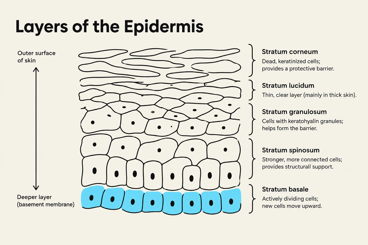 Diagram illustrating the five layers of the epidermis: stratum corneum, stratum lucidum, stratum granulosum, stratum spinosum, and stratum basale.