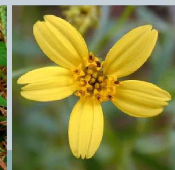 A close-up view of a yellow flower with five petals and a central disc.