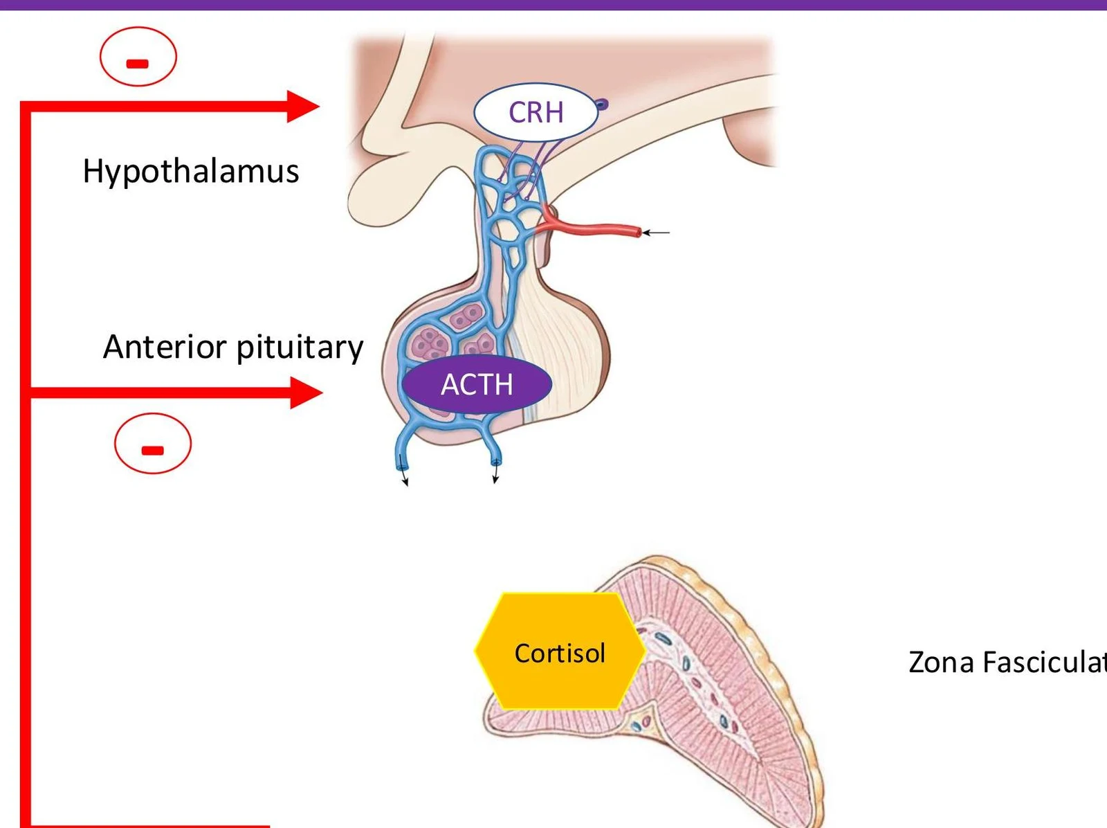 This diagram illustrates the hypothalamic-pituitary-adrenal (HPA) axis, showing the release of CRH from the hypothalamus, ACTH from the anterior pituitary, and cortisol from the adrenal cortex (Zona Fasciculata).