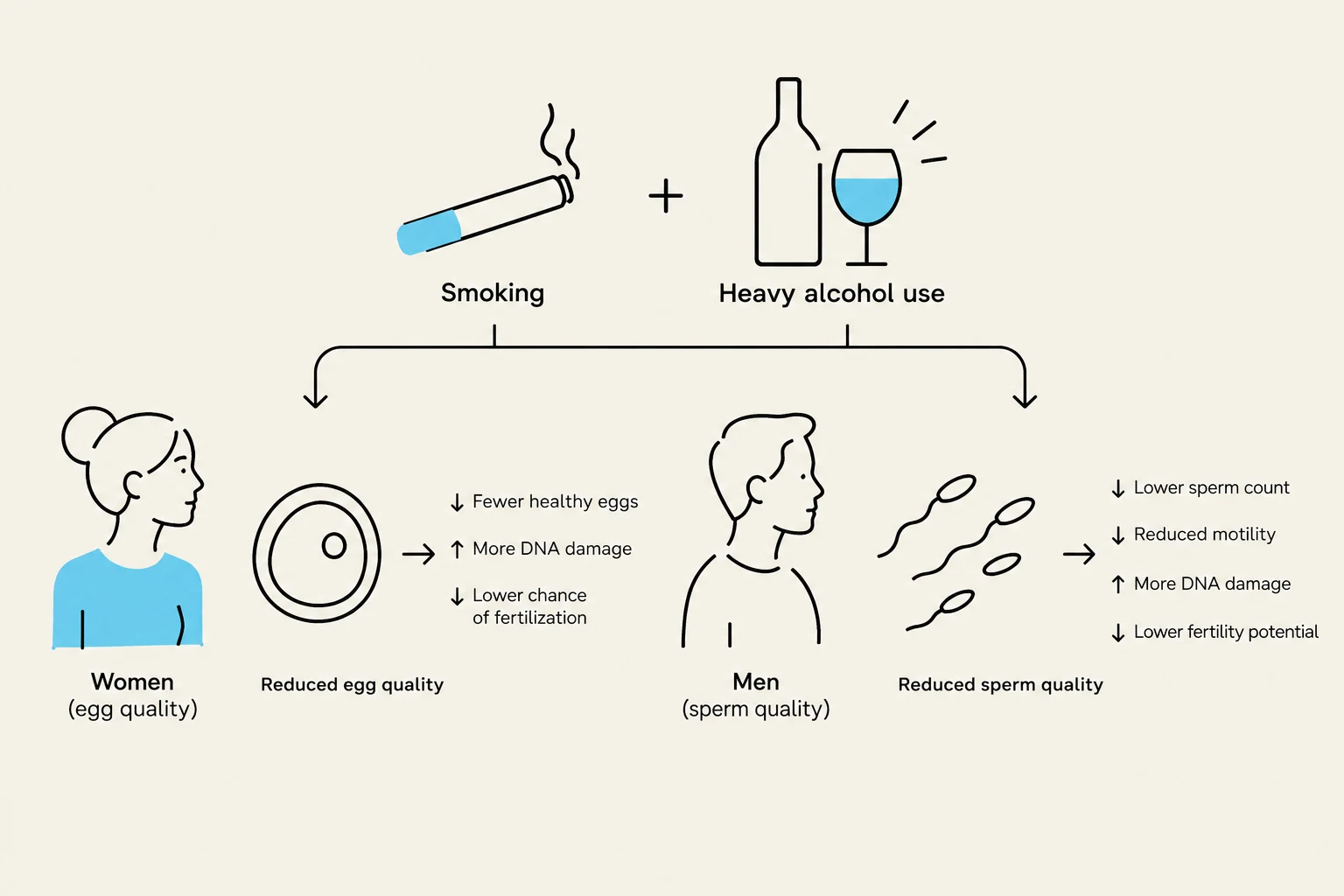 This diagram illustrates how smoking and heavy alcohol use can negatively impact egg and sperm quality, potentially reducing fertility in both women and men.