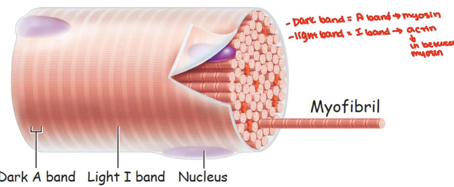 Diagram illustrating the structure of a myofibril, a component of muscle tissue, showing the arrangement of actin and myosin filaments within A bands and I bands, and the presence of a nucleus.