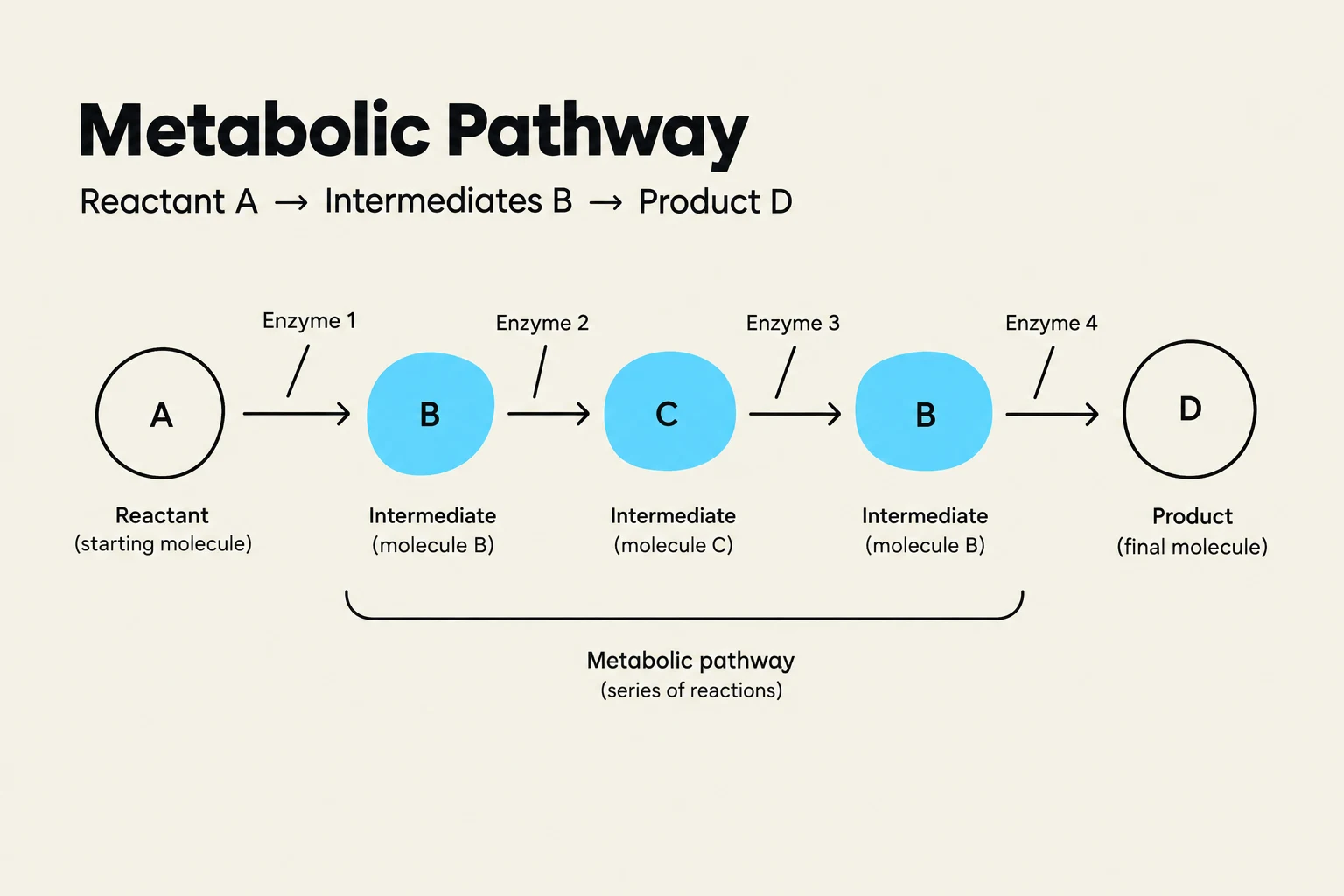 A metabolic pathway illustrates the sequence of chemical reactions where a reactant molecule is converted into a product through a series of intermediate molecules, often catalyzed by enzymes.
