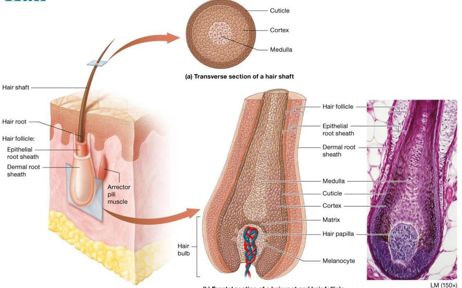 Diagrams illustrating the structure of a hair follicle and hair shaft, including a transverse section and a longitudinal view with a micrograph.