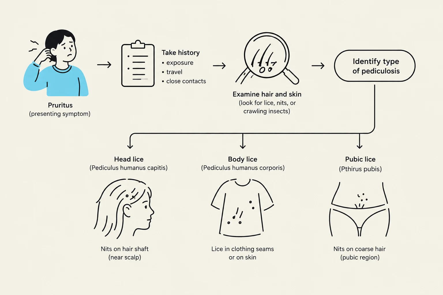 This diagram illustrates the process of identifying different types of pediculosis, including head lice, body lice, and pubic lice, along with their respective symptoms and locations.