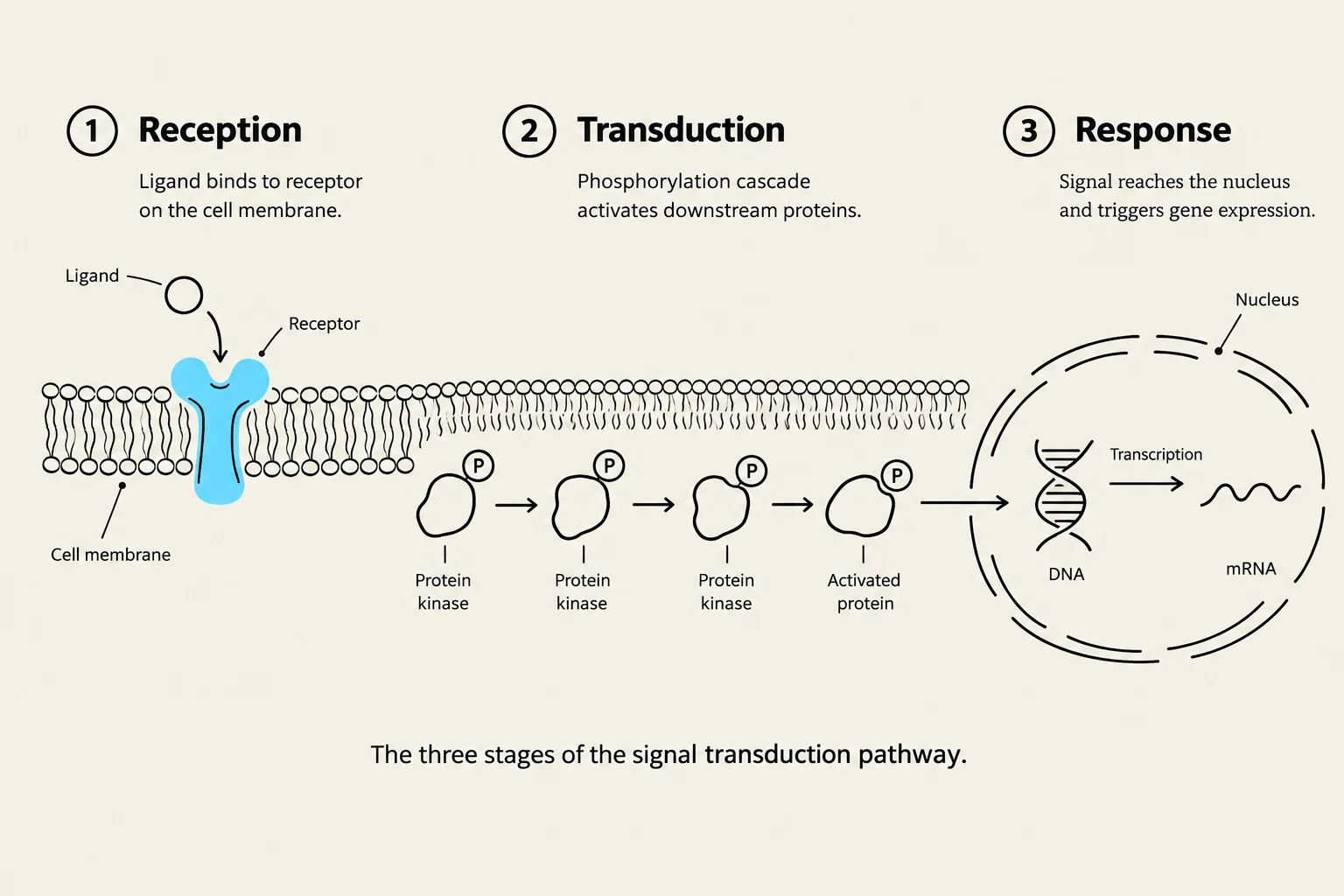 The diagram illustrates the three stages of a signal transduction pathway: reception, transduction, and response. It shows a ligand binding to a receptor on the cell membrane, initiating a phosphorylation cascade involving protein kinases, and ultimately leading to gene expression within the nucleus.