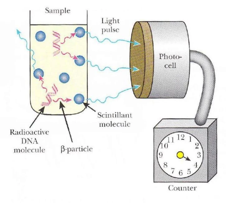 This diagram illustrates a scintillation counter used to detect beta particles emitted from radioactive DNA molecules. The beta particles interact with scintillating molecules, producing light pulses that are detected by a photocell and registered by a counter.