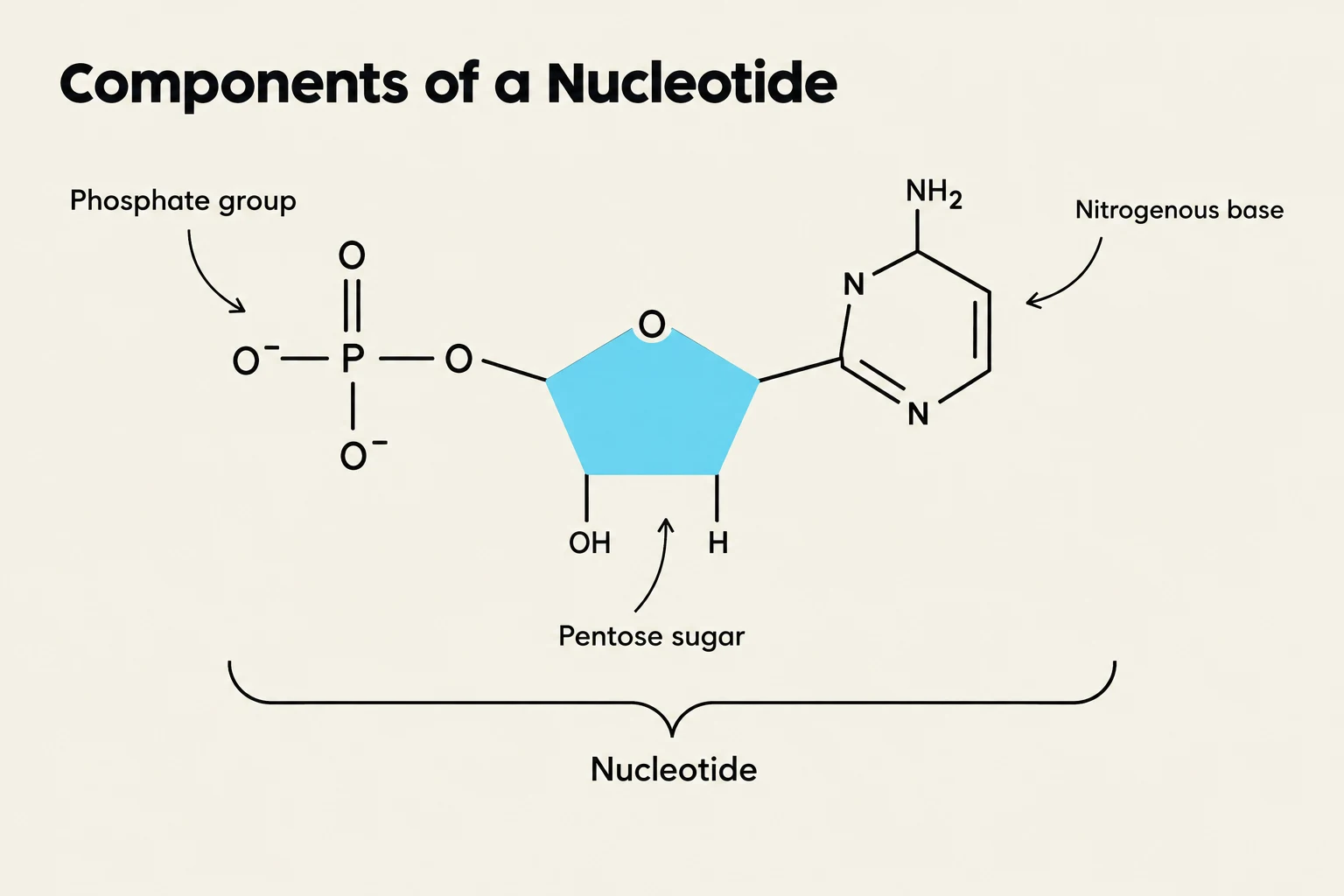 Diagram illustrating the three main components of a nucleotide: a phosphate group, a pentose sugar, and a nitrogenous base.