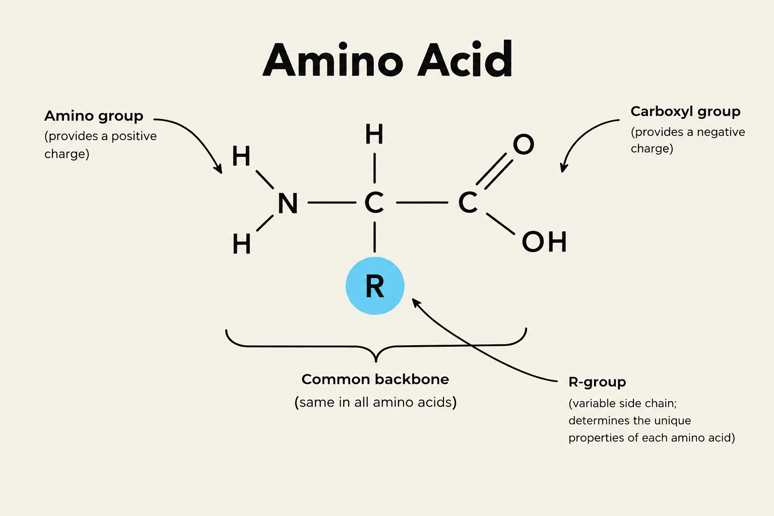 The image displays the general structure of an amino acid, highlighting the amino group, carboxyl group, common backbone, and the variable R-group.