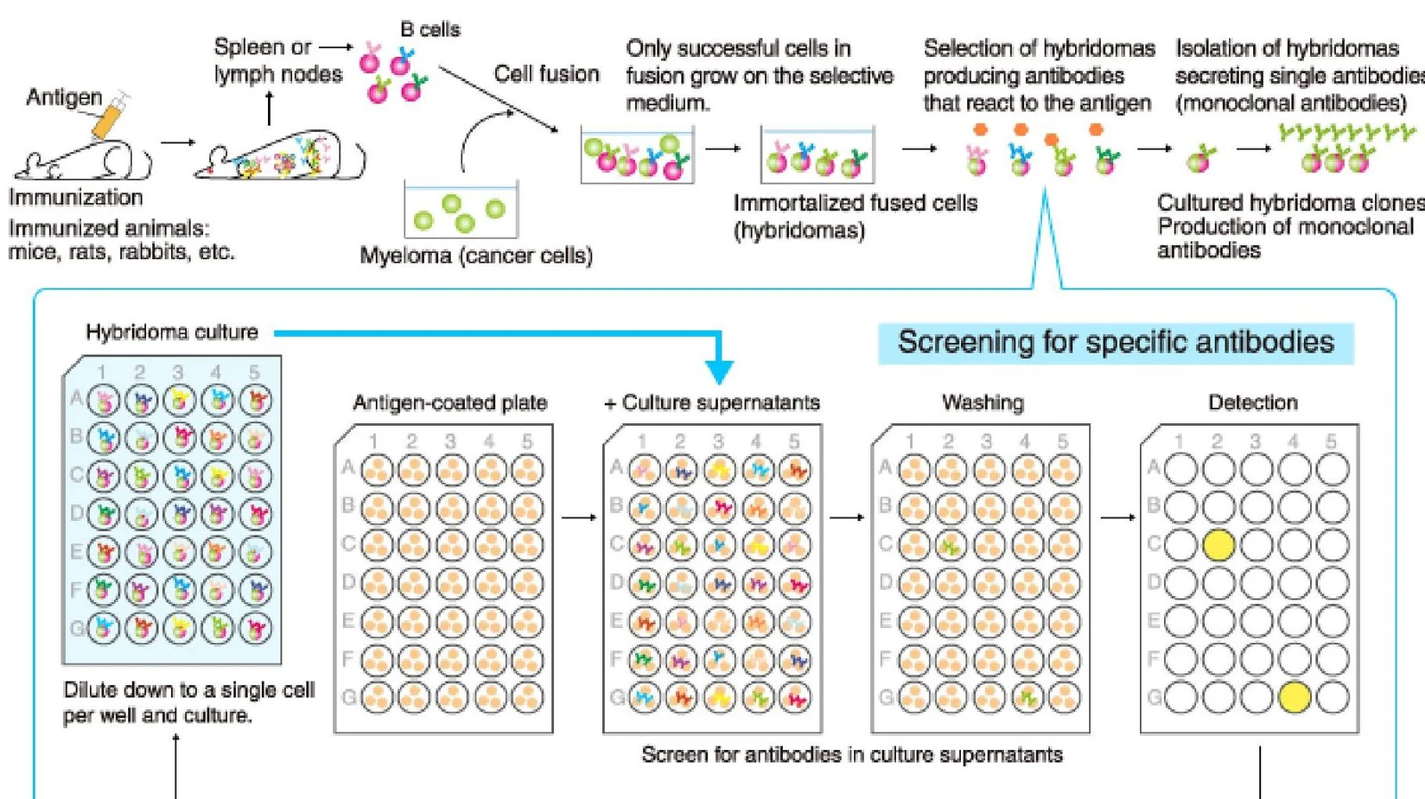 This diagram illustrates the process of hybridoma technology for producing monoclonal antibodies. It begins with immunizing an animal, followed by isolating B cells and fusing them with myeloma cells to create hybridomas. These hybridomas are then cultured and screened for antibody production. The process involves several steps including antigen coating, adding culture supernatants, washing, and detection to identify and isolate hybridoma clones that secrete specific antibodies.