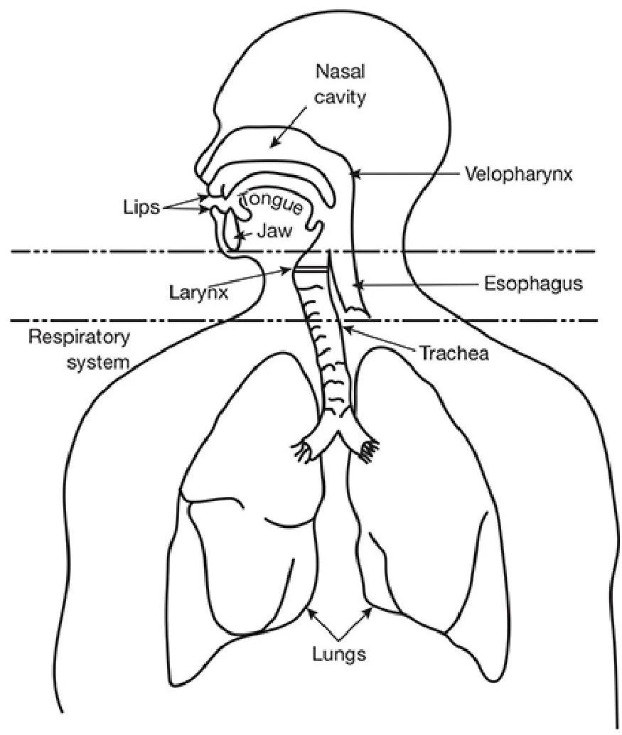 Diagram of the human respiratory system, including the nasal cavity, larynx, trachea, and lungs.