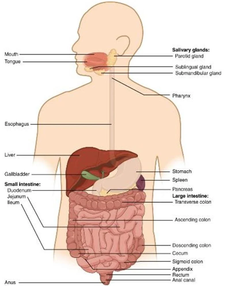 Diagram of the human digestive system, including the mouth, esophagus, stomach, intestines, liver, gallbladder, and pancreas.