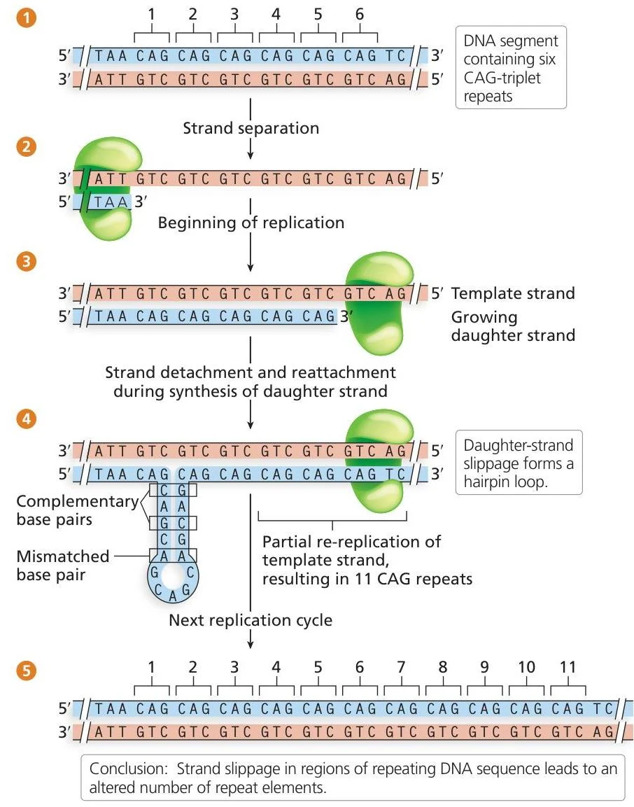 This diagram illustrates the process of strand slippage during DNA replication in regions with repeating DNA sequences, leading to an altered number of repeat elements.