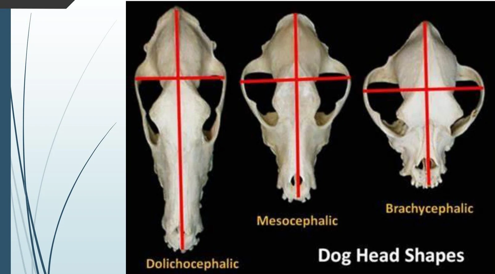 Comparison of dog head shapes: Dolichocephalic, Mesocephalic, and Brachycephalic.