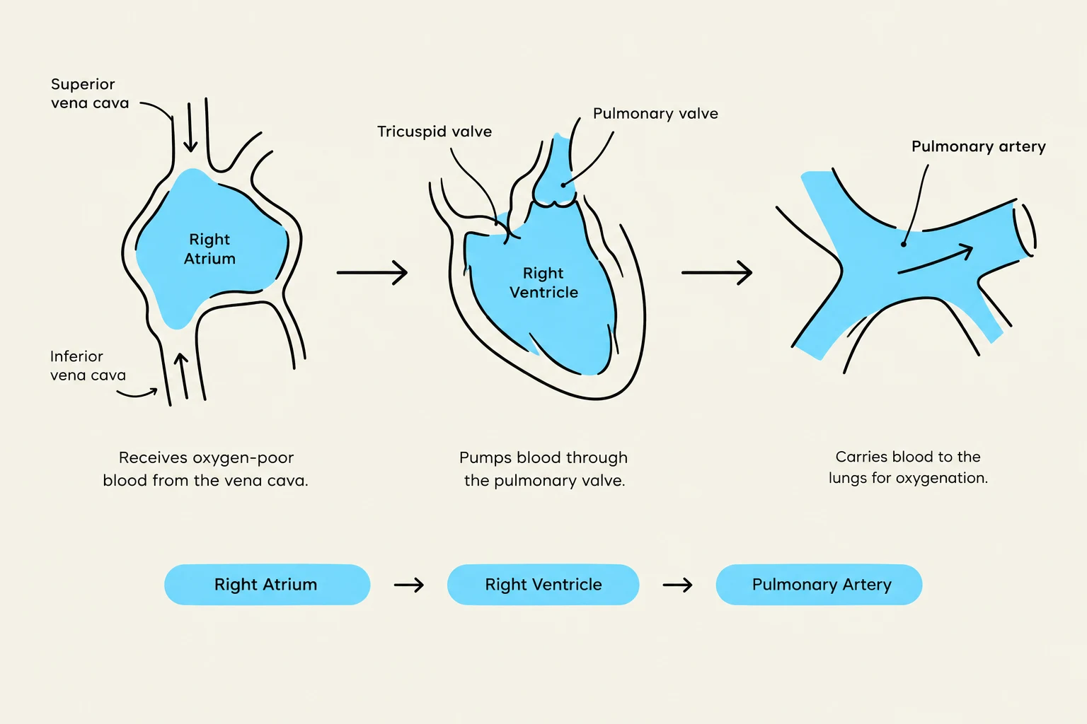 Diagram illustrating the flow of deoxygenated blood through the right side of the heart, including the right atrium, right ventricle, and pulmonary artery.
