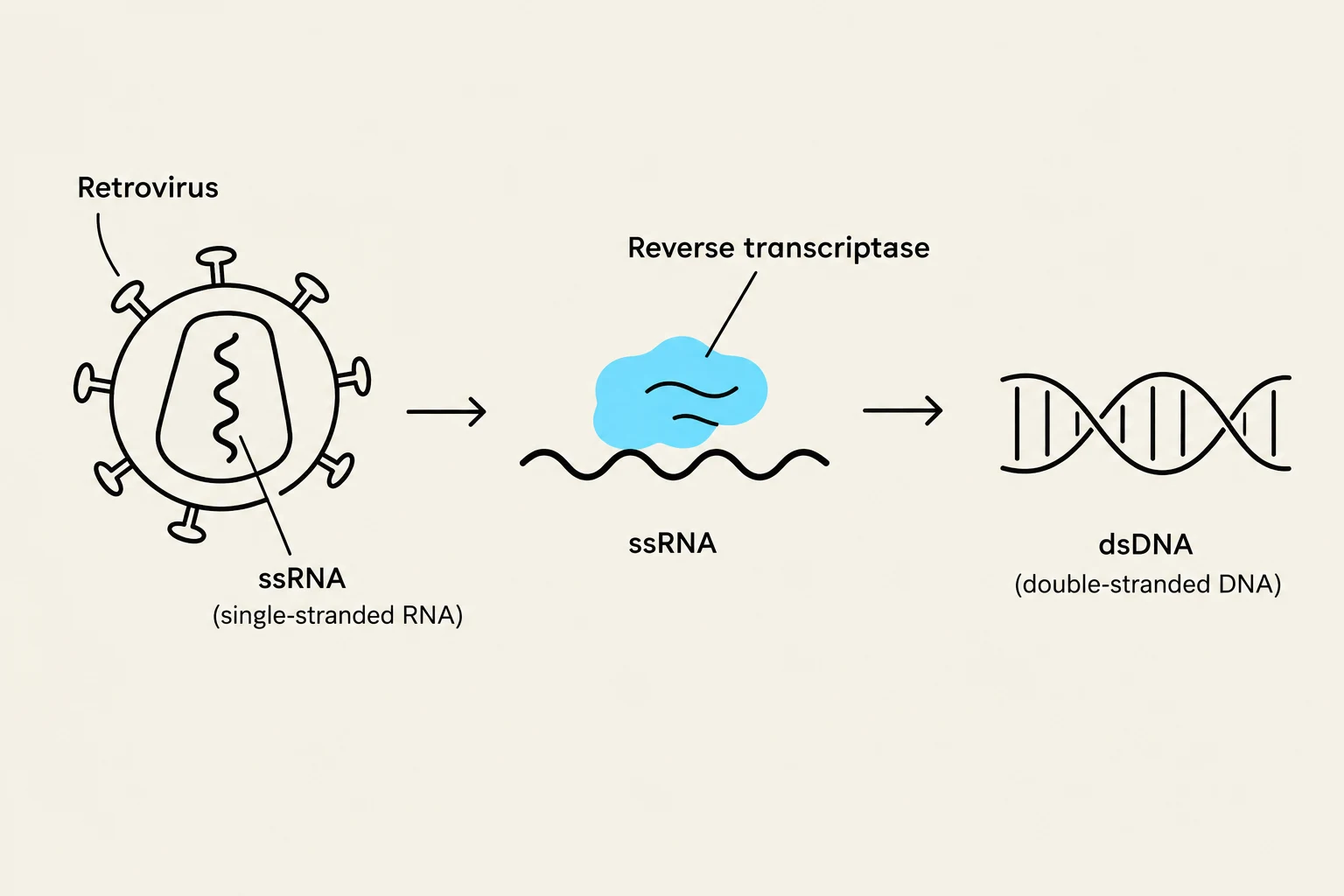 Diagram illustrating the process of reverse transcription by a retrovirus, where single-stranded RNA (ssRNA) is converted into double-stranded DNA (dsDNA) by the enzyme reverse transcriptase.