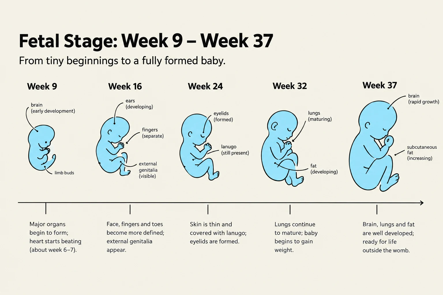 This illustration shows the development of a fetus from week 9 to week 37 of gestation, highlighting key developmental milestones and physical changes.
