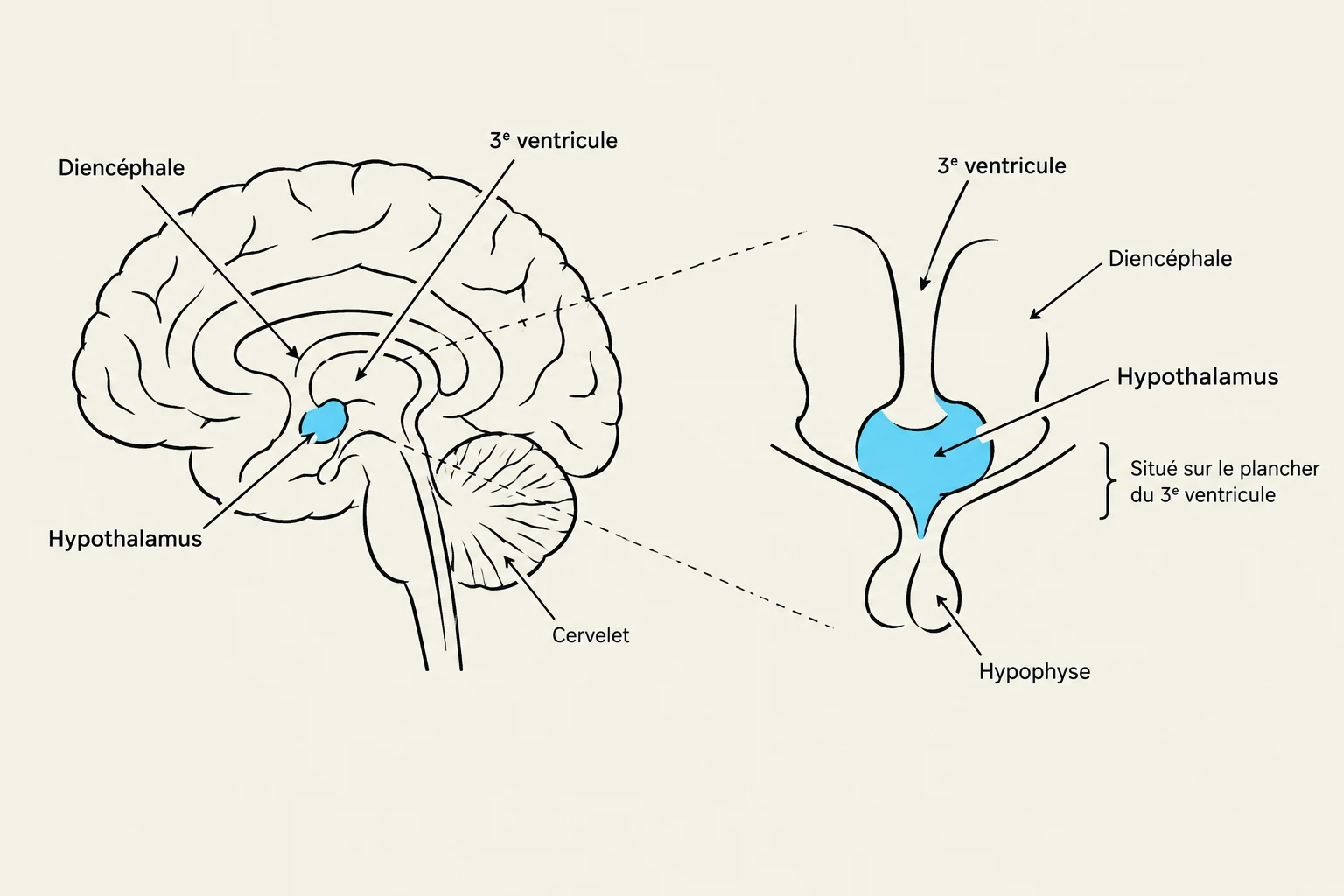 Diagram illustrating the location of the hypothalamus and pituitary gland within the brain, including labels for the diencephalon, third ventricle, and cerebellum.