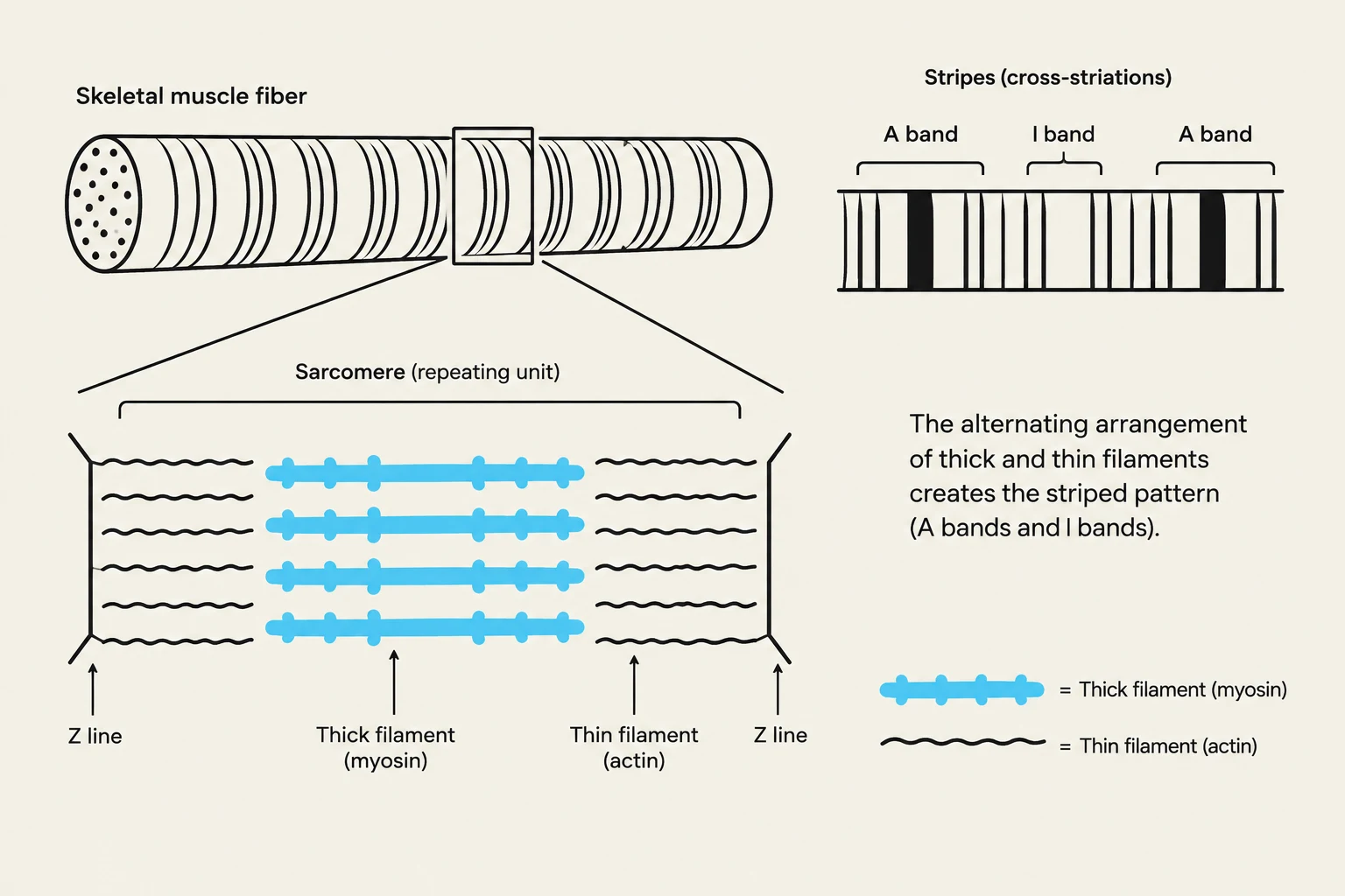 Diagram illustrating the structure of a skeletal muscle fiber, focusing on the sarcomere and the arrangement of thick (myosin) and thin (actin) filaments that create the characteristic striped pattern.