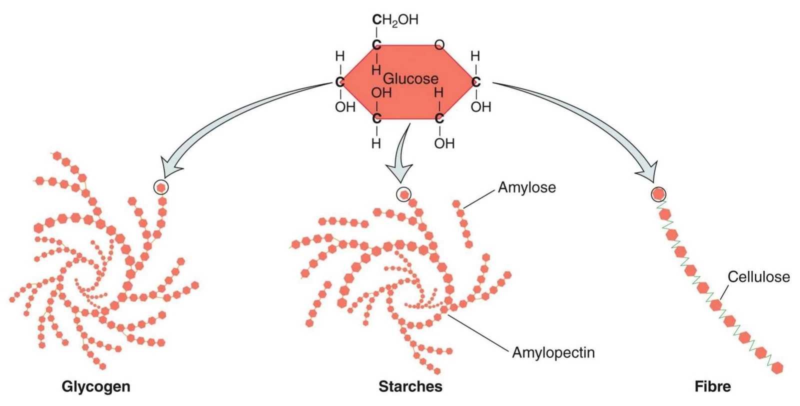 This diagram illustrates the molecular structures of glycogen, starches (amylose and amylopectin), and cellulose, all derived from glucose.