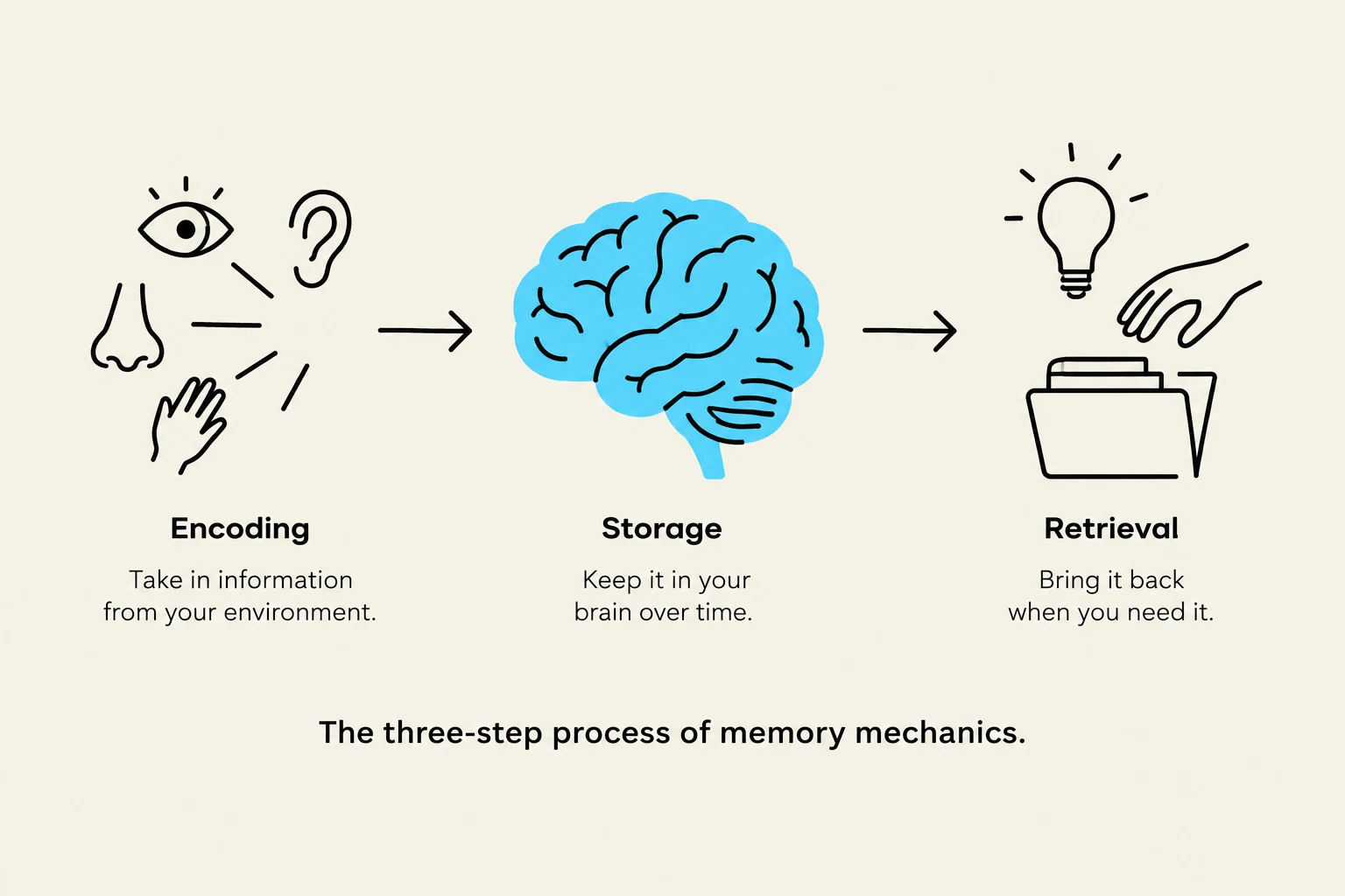 The three-step process of memory mechanics: Encoding, Storage, and Retrieval.