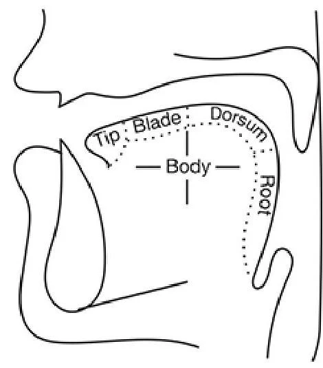 Diagram showing the different parts of the tongue: tip, blade, body, dorsum, and root.